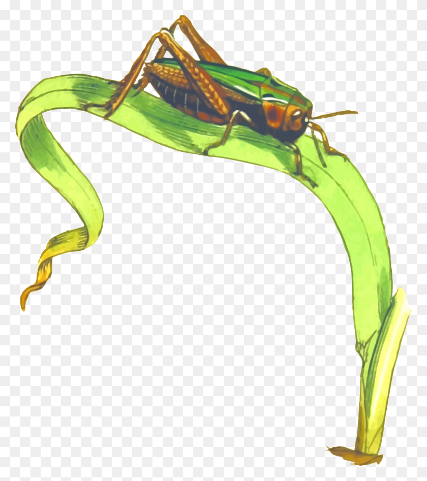 2110x2400 Cricket Insect Png Transparent Images - Insect PNG