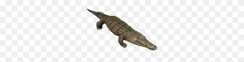 250x156 Crocodile - Crocodile PNG