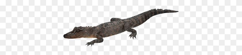 400x133 Crocodile Png Clipart Dlpng - Crocodile PNG