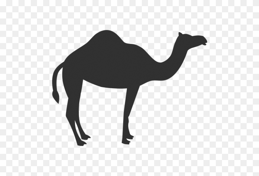 512x512 Camello Recortado Icono De Descarga Gratuita Colecciones Nómadas - Camel Png