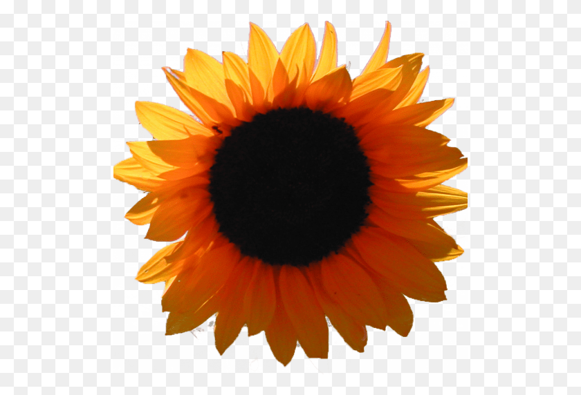 512x512 Cropped Orange Sunflower Only Rural Roots - Roots PNG