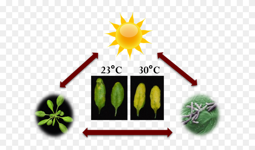631x434 Crops Vs Disease How Heat Changes Bio Warfare Global Center - Crops PNG
