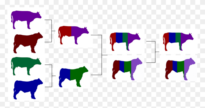 1329x658 Crossbreeding For The Commercial Beef Producer - Cows PNG