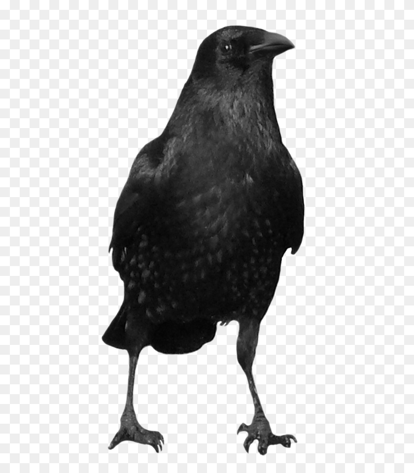 600x900 Crow - Crow Clipart Black And White