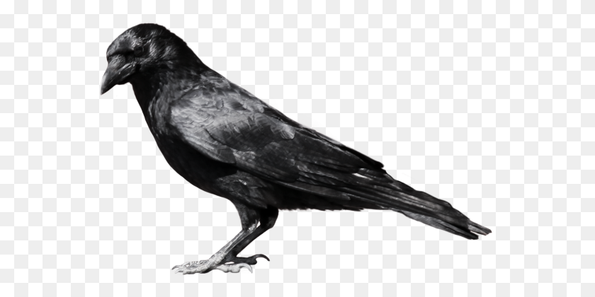 557x360 Crow - Crow PNG