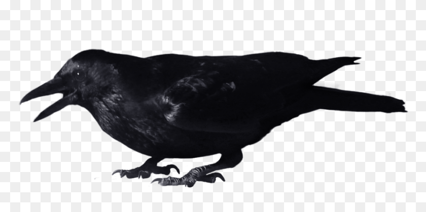 900x415 Crow - Crow PNG