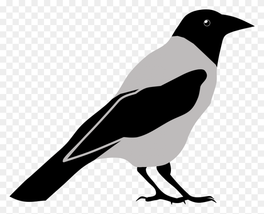 800x639 Crow Clip Art Black And White - Black Crow Clipart