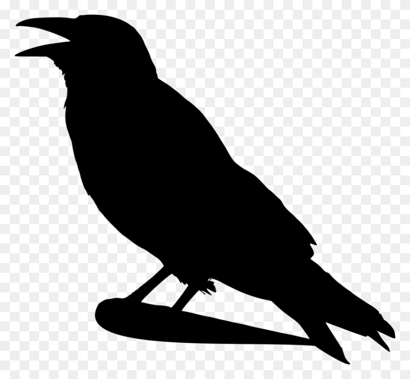 814x750 Crow Family Common Raven Rook Eating Crow - Family Eating Clipart