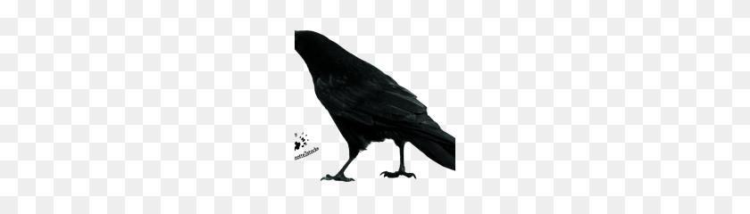 180x180 Crow Png Clipart - Crow PNG