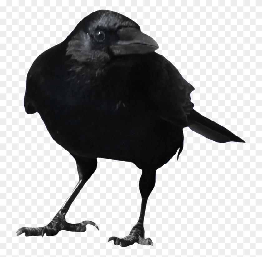 740x765 Crow Png Image - Black Feathers PNG