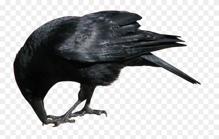 1144x698 Crow Png Images - Crow PNG