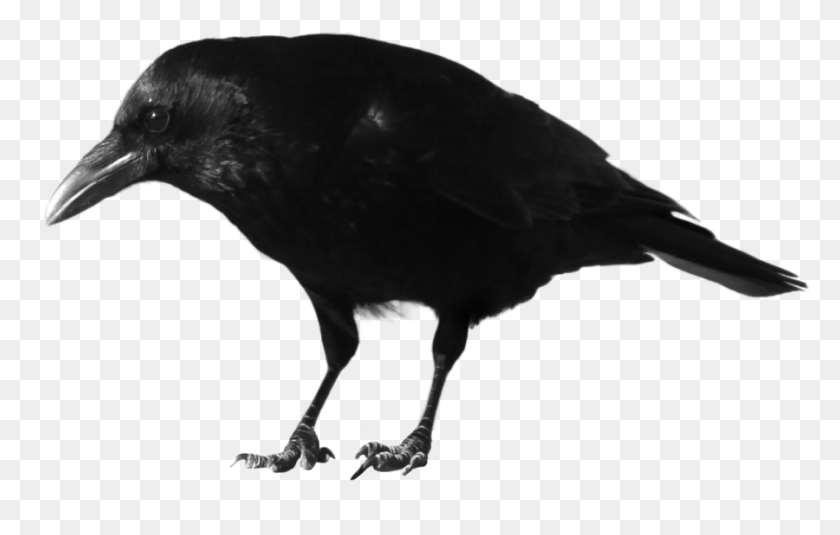 900x549 Crow Png Images Transparent Free Download - Crow PNG