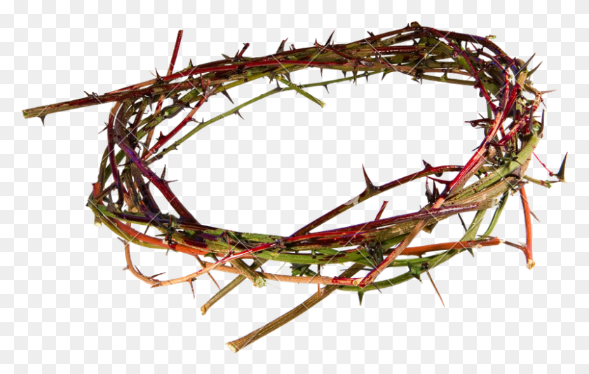 800x487 Crown Of Thorns - Crown Of Thorns PNG