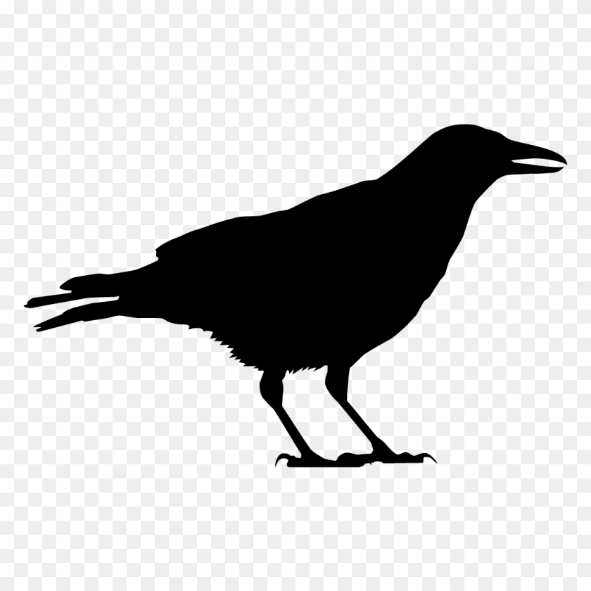 1024x1024 Crows And Jays Browse - Ravens PNG