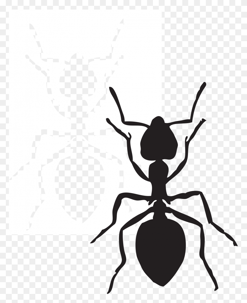 2000x2492 Cute Ant Clipart Blanco Y Negro - Cute Ant Clipart