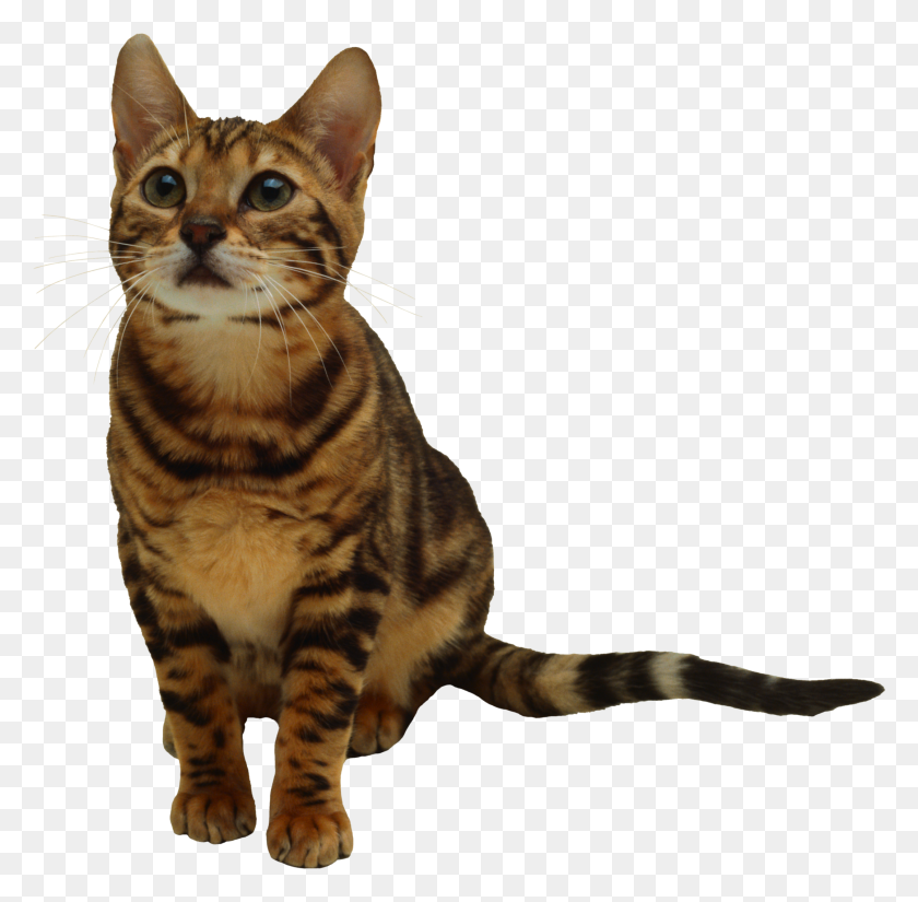 2157x2116 Gato Png