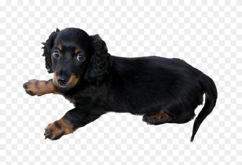 900x591 Dachshund Dog Png Transparent Dachshund Dog Images - Dachshund PNG