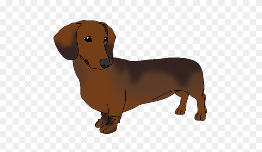 528x428 Dachshund Dog Puppy Doggo Doxie - Dachshund PNG