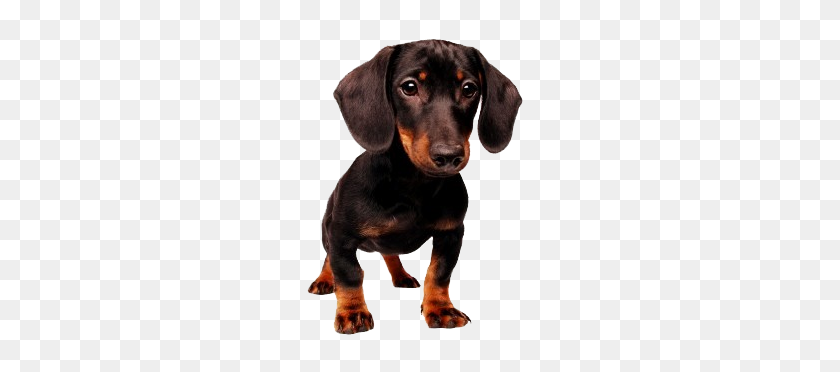 238x312 Dachshund Dogs, Pets - Dog PNG