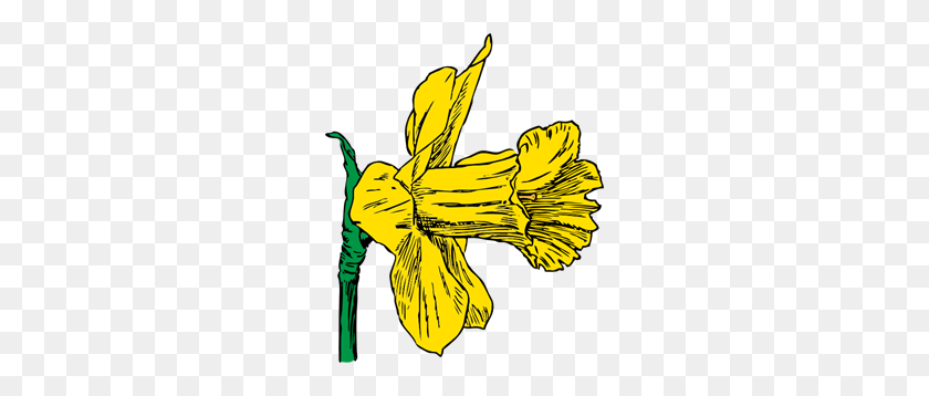 252x298 Daffodil Bloom Png Clip Arts For Web - Daffodil PNG