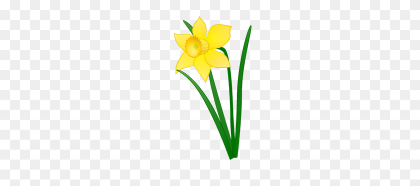 175x313 Daffodil Carbondale Public Library - Daffodil PNG