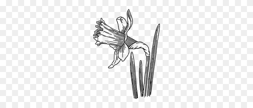 222x300 Daffodil Clip Art - Dead Plant Clipart
