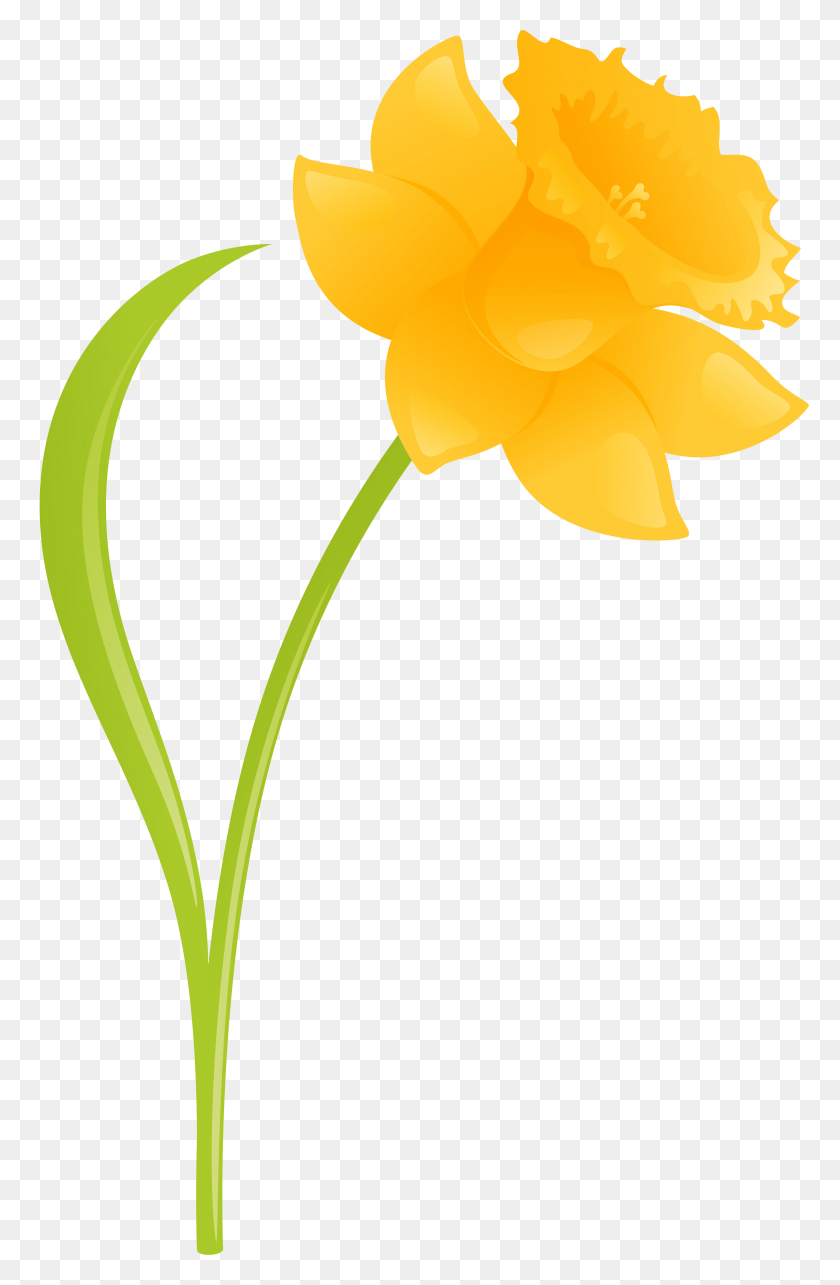 3272x5140 Daffodil Clipart Background - Daffodil Clip Art
