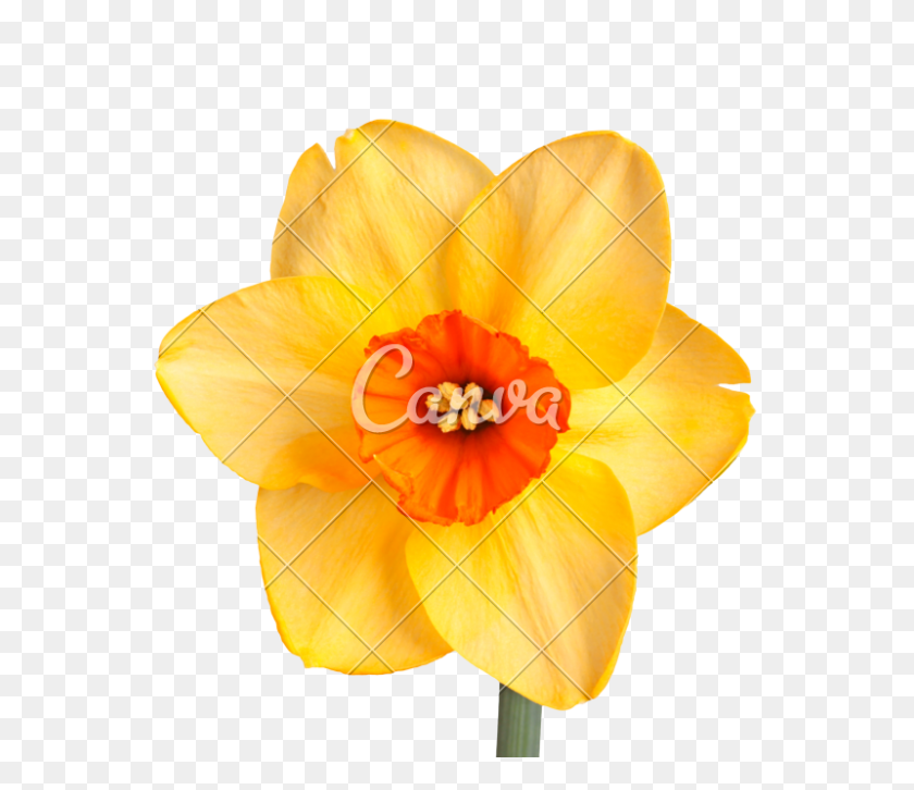 800x684 Daffodil Cultivar - Daffodil PNG