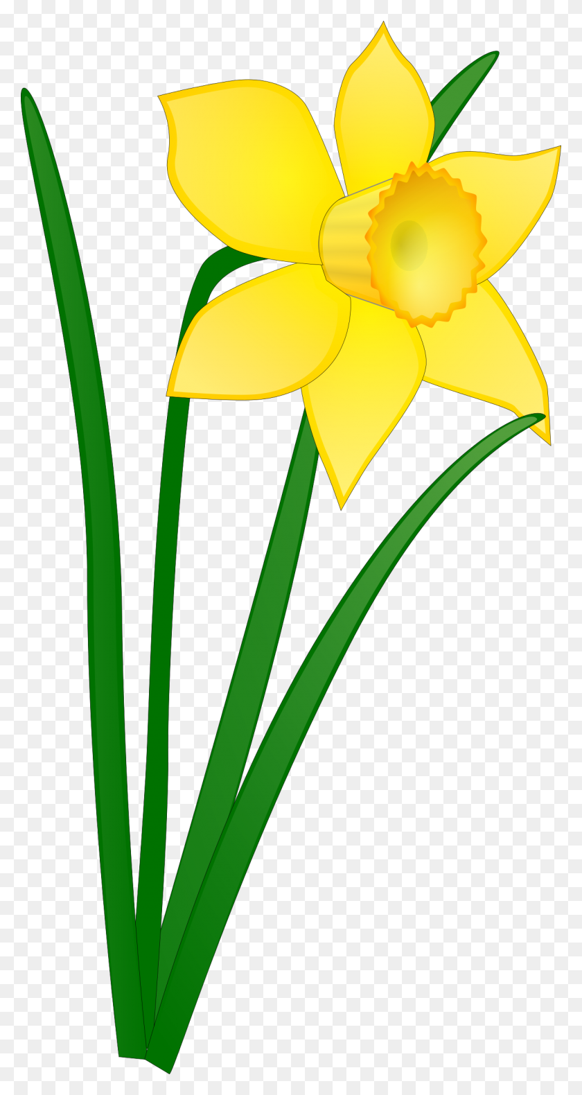 1231x2400 Daffodil Icons Png - Daffodil PNG