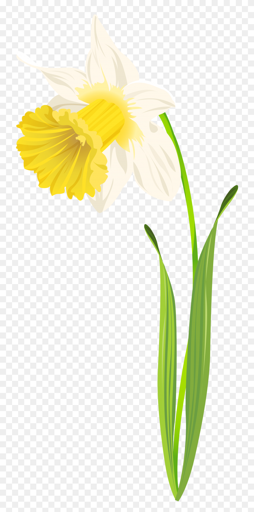 3817x8000 Daffodil Png Clip Art Image - Yellow Flower PNG