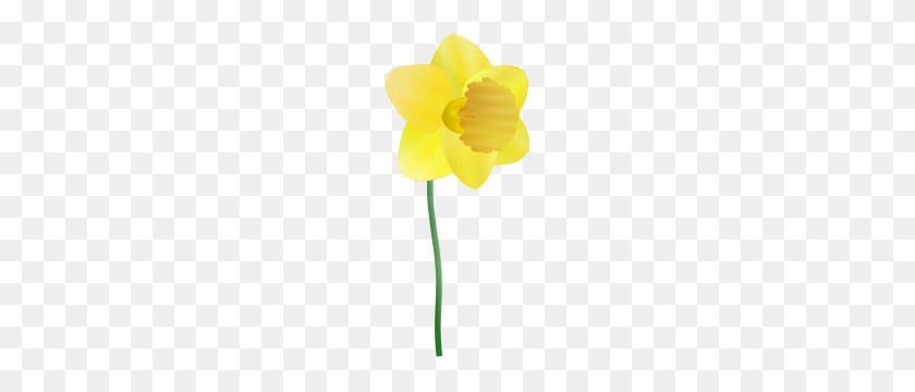 133x300 Daffodil Png Clip Arts, Daffod L Clipart - Daffodil PNG