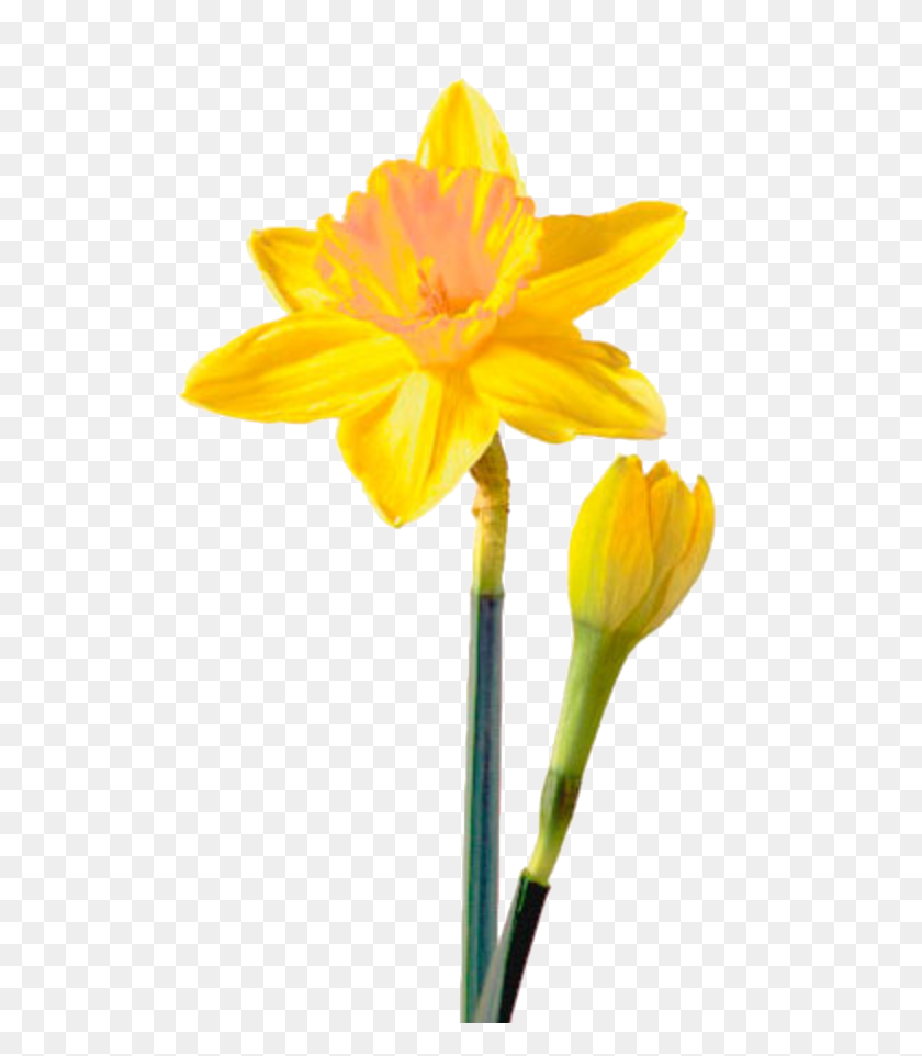 526x902 Daffodil Png Picture Png Arts - Daffodil PNG
