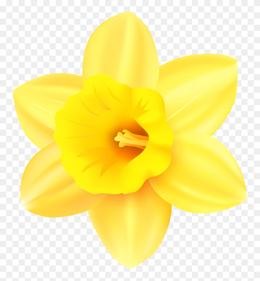 5502x6000 Daffodil Png Transparent Clip Art - Daffodil Clip Art