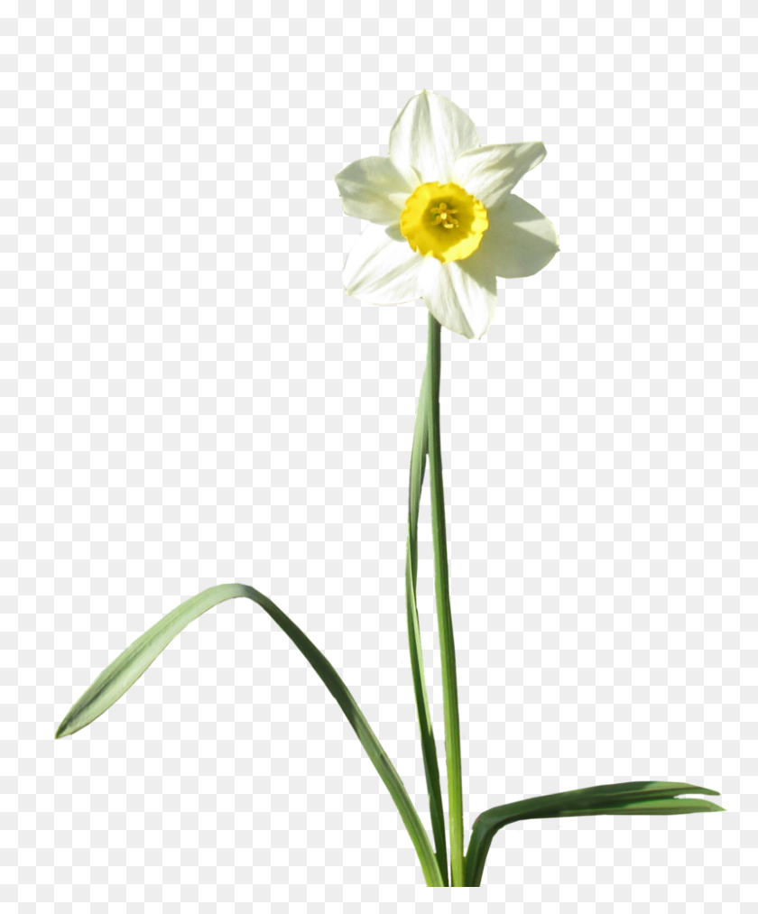 800x978 Daffodil Transparent Background Png Png Arts - Daffodil PNG