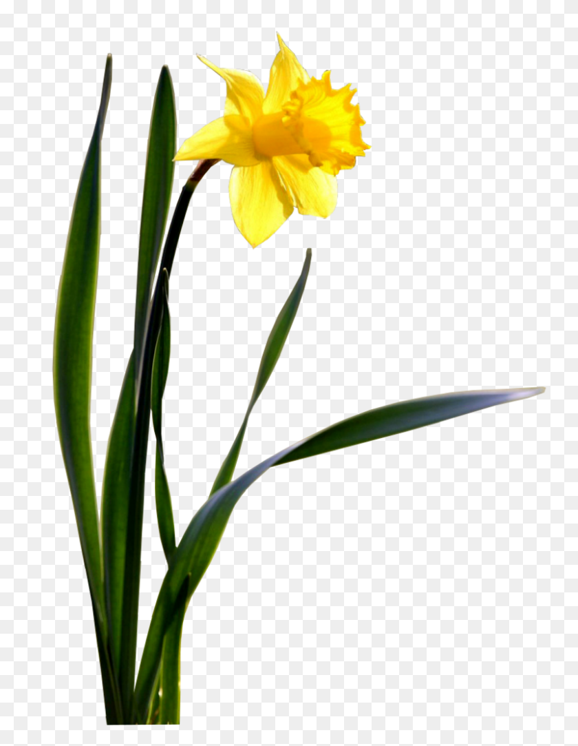 800x1050 Daffodil Transparent Images Png Arts - Daffodil PNG