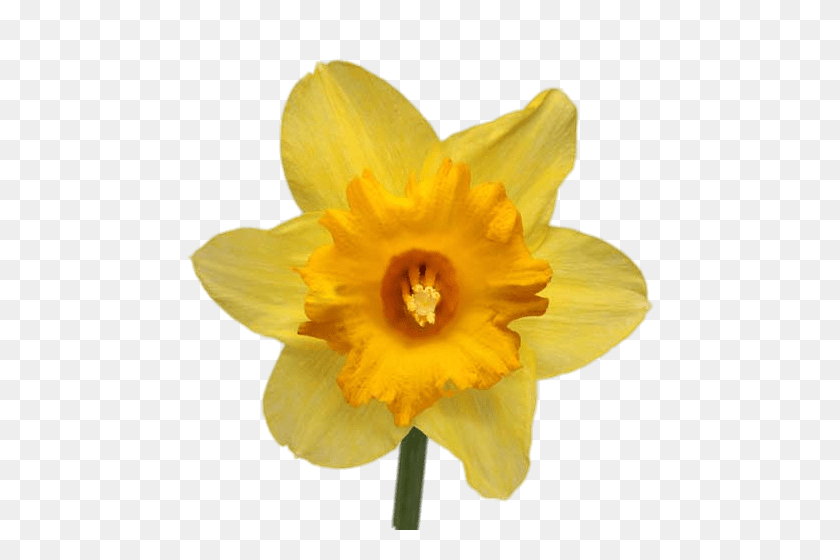 500x500 Daffodil Transparent Png - Flower Background PNG