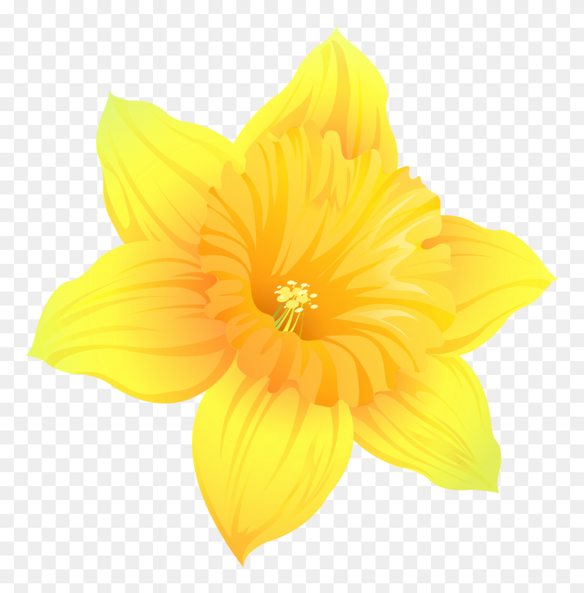 7854x8000 Daffodil Transparent Png Clip Art - Daffodil PNG