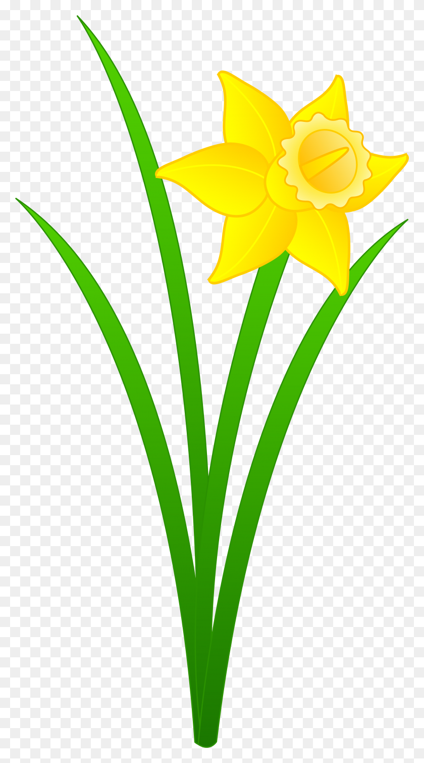 3891x7231 Daffodils Clipart - Row Of Flowers Clipart