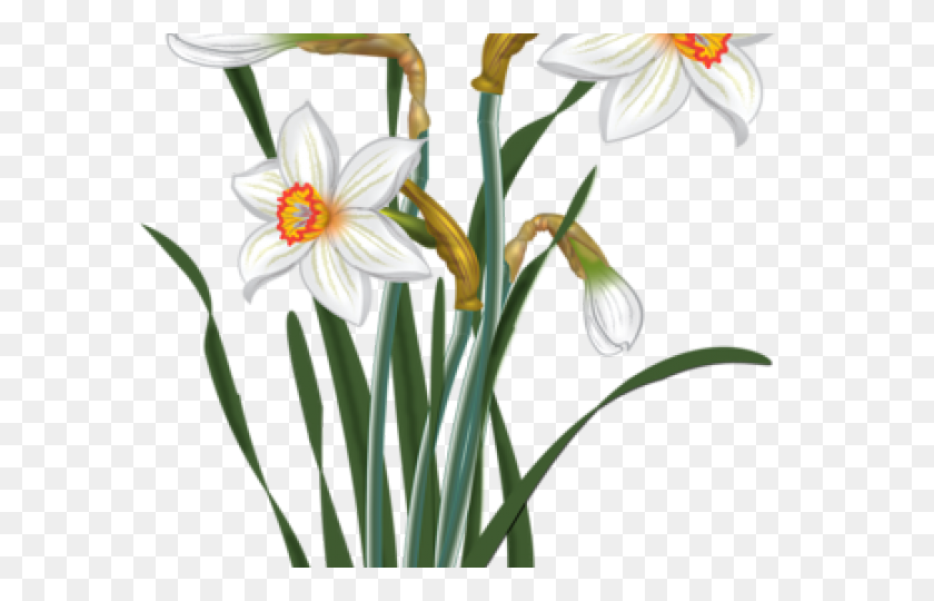 640x480 Daffodils Clipart Mothering Sunday - Daffodil Clip Art
