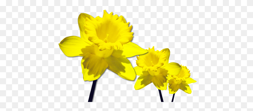 474x309 Daffodils Clipart Wind - Daffodil Clip Art