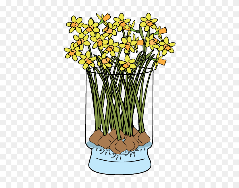 600x600 Daffodils Faq Bloomaker - Daffodil PNG
