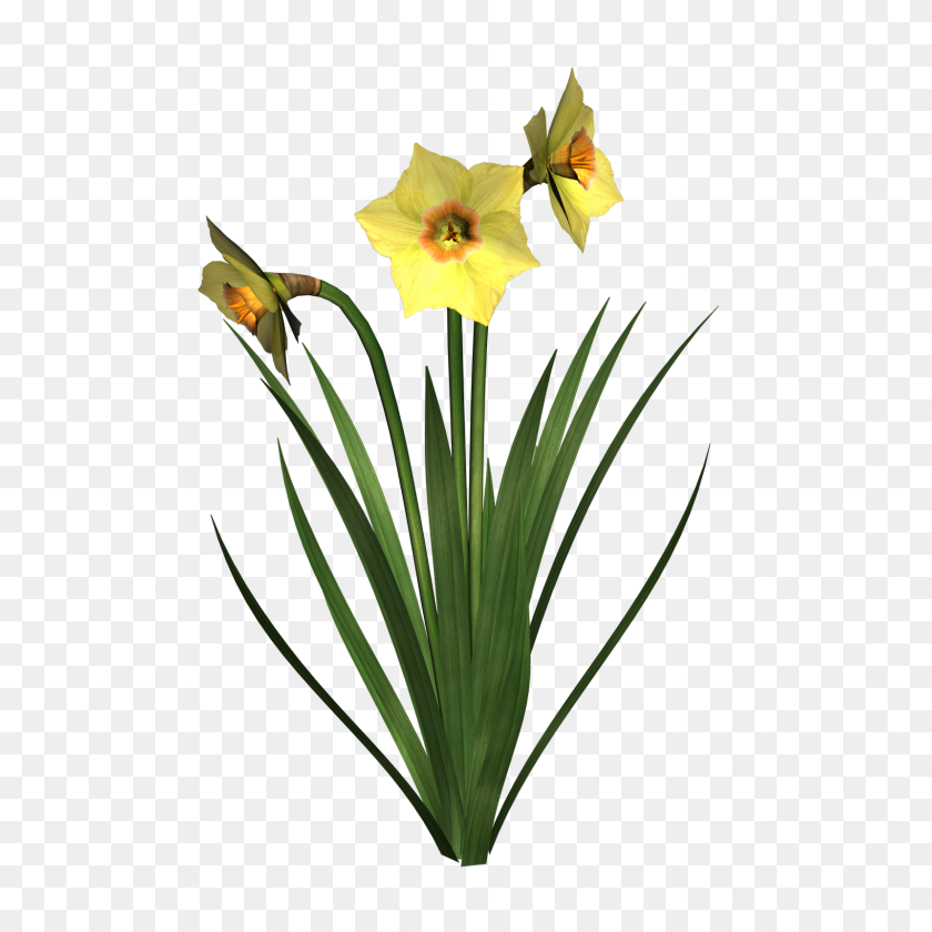 1600x1600 Daffodils Free Clip Art - Easter Lily Clipart