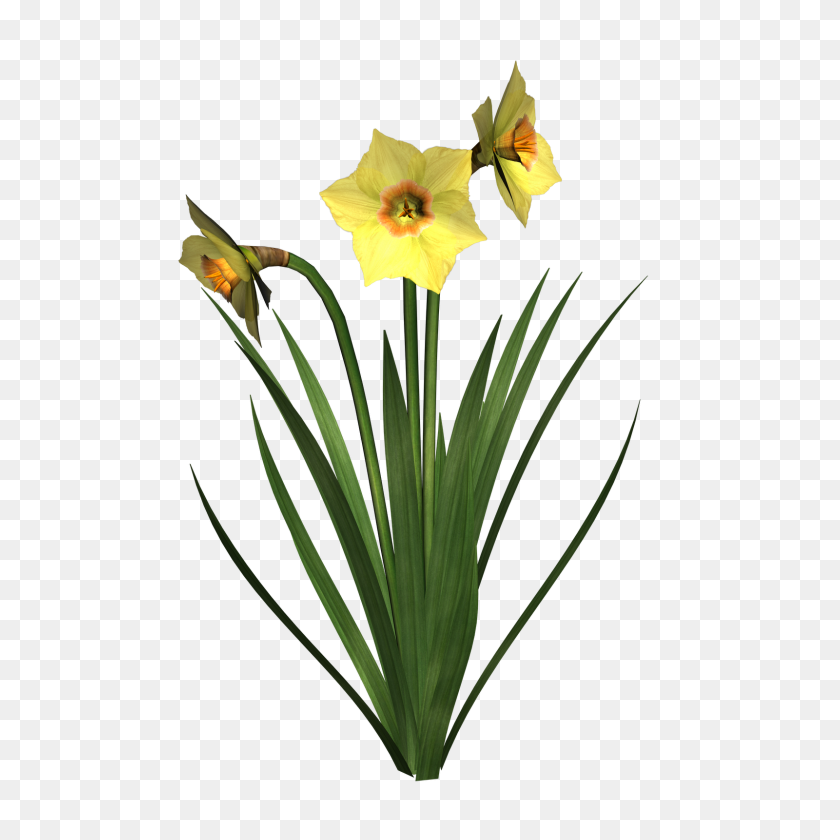 1600x1600 Narcisos Imagen Png - Marmota Clipart