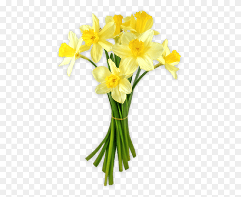 480x626 Daffodils Png Transparent Images - Daffodil PNG