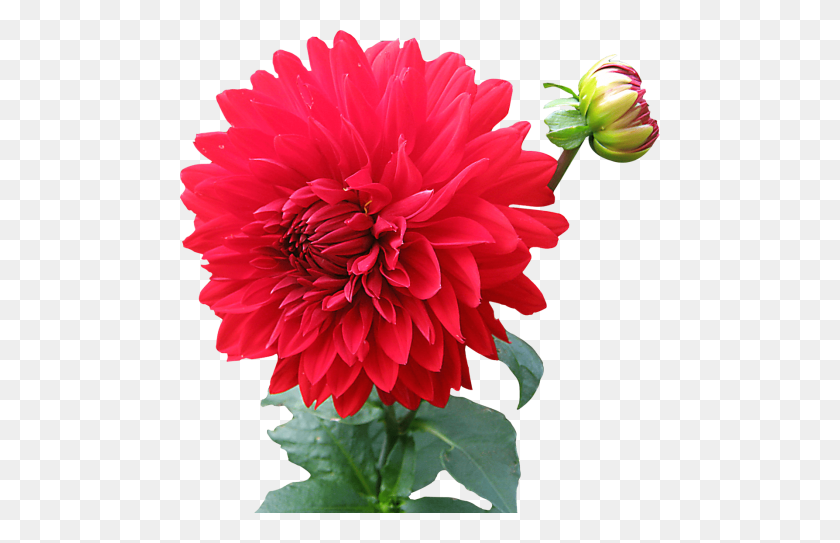 480x483 Dahlia Flower Png - Flower PNG Images
