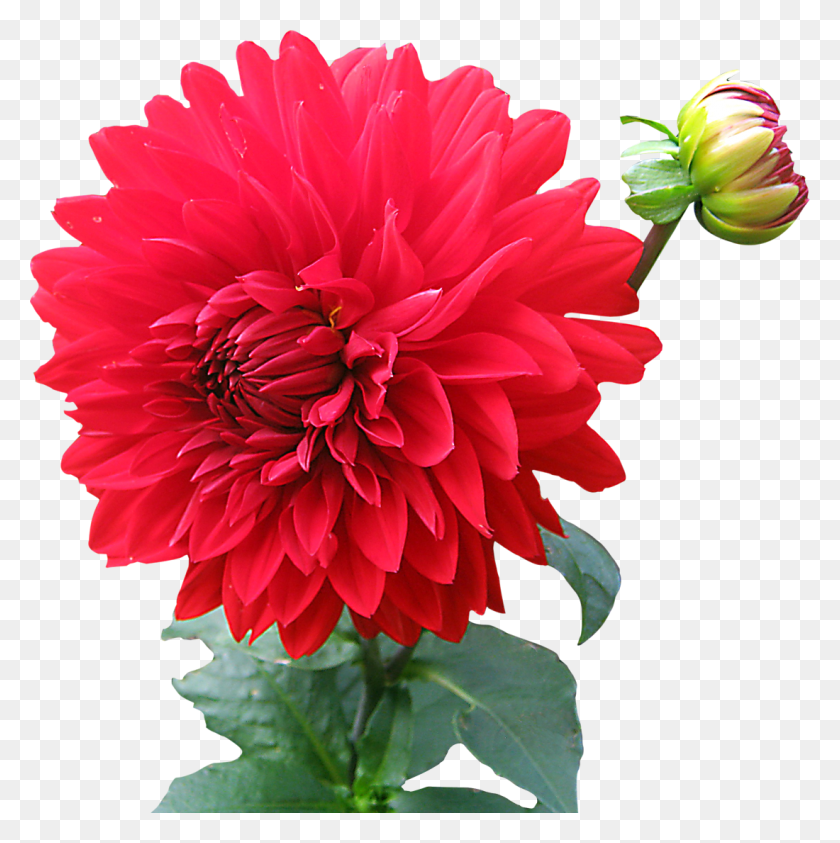 1100x1105 Dahlia Flower Png Image Pink - Flower PNG Images