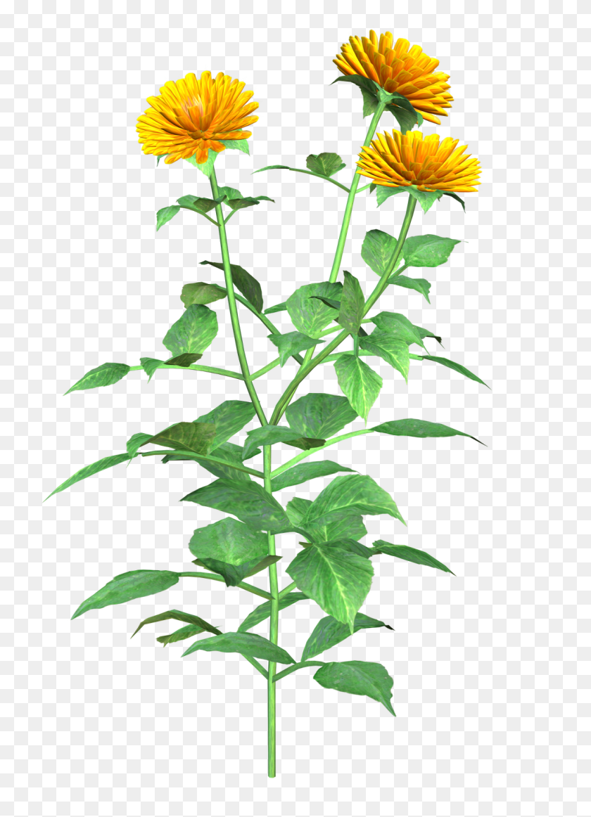 1132x1600 Dahlias Wallpapers - Thistle Clipart
