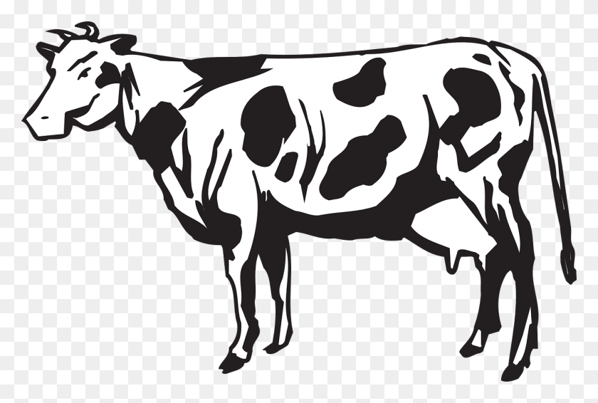 1280x831 Молочный Скот Телят Стадо Картинки - Клипарт Коровьего Вымени