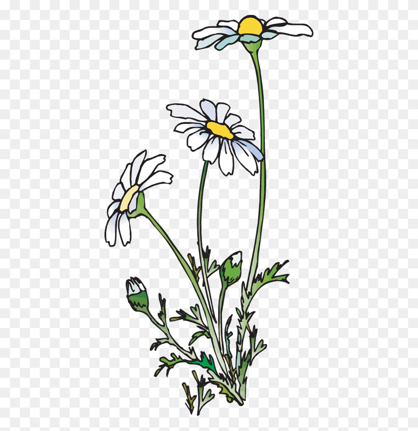 420x807 Daisies And Grass Png Clipart Picture - Grass PNG Clipart