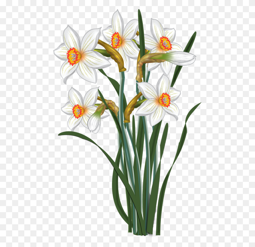 489x755 Дейзи Клипарт Цветок Нарцисс - Нарцисс Png
